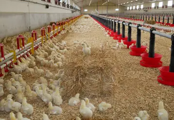 poussins dans un élevage français