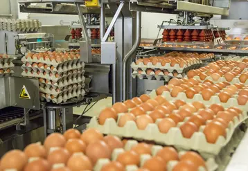 oeufs en centre de conditionnement