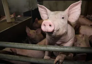Porc 