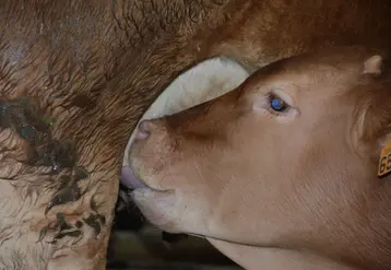 vaux race limousine tetant sa mère