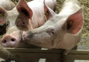 Deux porcs en gestation, élevage sur paille