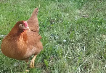 poule rousse dans l'herbe