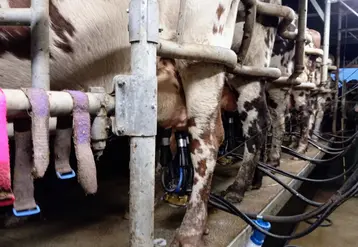 salle de traite avec pattes de vaches
