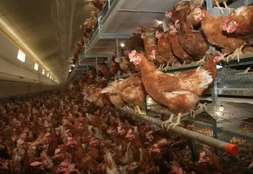 poules rousses en volière