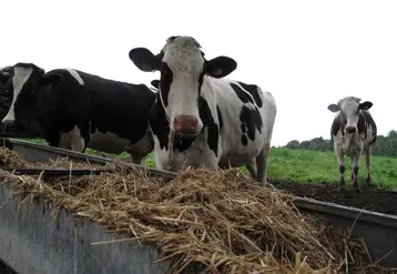 vache laitière devant une mangeoire de paille