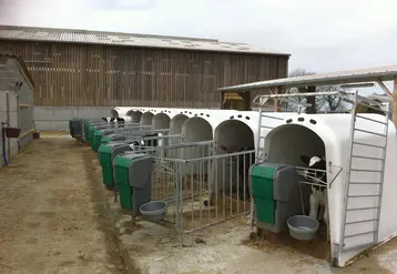 petits veaux dans des niches devant une exploitation agricole