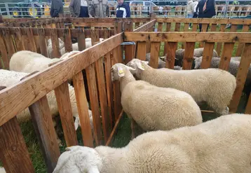 ovins sur un marché aux bestiaux