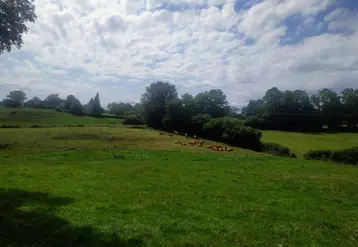 vaches limousines dans un pré de loin