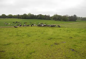 Elevage laitier en Irlande. Vaches au pâturage.