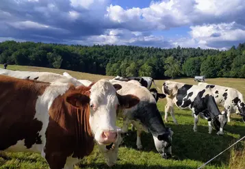 vaches laitières dans des prairies en été