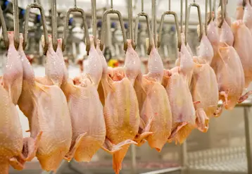 haîne d'abattage en abattoir de volaille. transformation des volailles. production de poulet standard. industrie alimentaire française. 