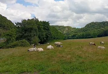 vaches dans une prairie en belgique