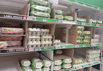 rayon oeufs en gms