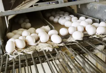 oeufs blancs dans un élevage