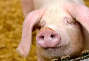 Le porc  