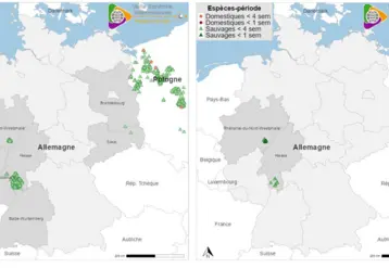 Carte évolution peste porcine en Allemagne en août 2025 