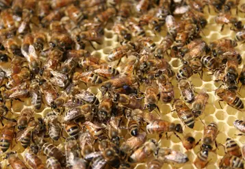 Abeilles sur des rayons de miel
