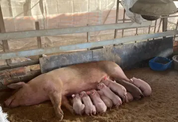Un élevage porcin au Cambodge