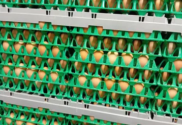 oeufs dans des alvéoles plastiques dans un centre