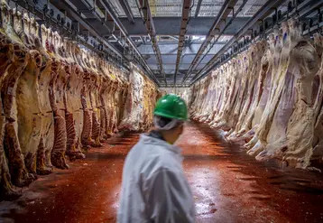 U.S. Department of Agriculture (USDA) meat inspectors and graders perform their mission.