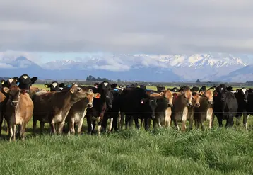 vaches dans une prairie en nouvelle zélande