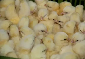 poussins