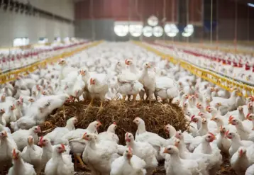 Poulets JA787 aux Pays-Bas. © Hubbard