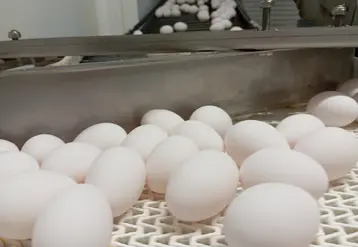 oeufs sur un tapis roulant en élevage