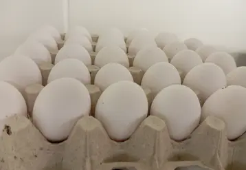 oeufs blancs dans alvéoles carton
