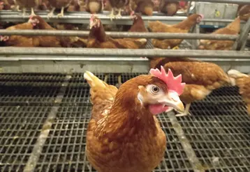 poule rousse en élevage