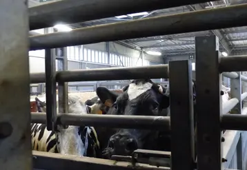 vaches attendant derrière une barrière