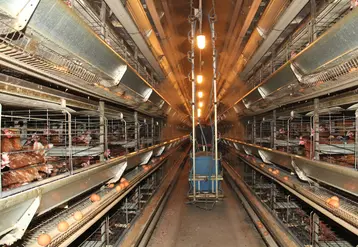 poules rousses en cage dans un élevage