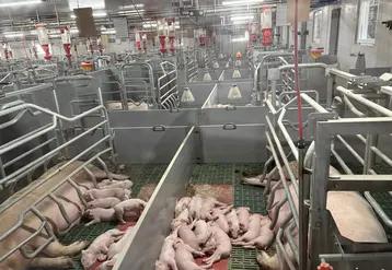 truies et porcelets en élevage