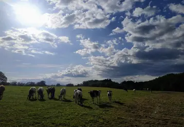 vaches laitières dans une prairie