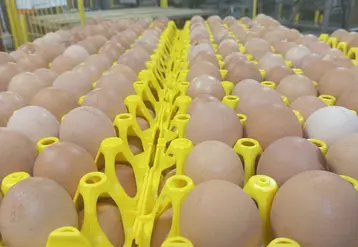 oeufs dans des alvéoles plastiques