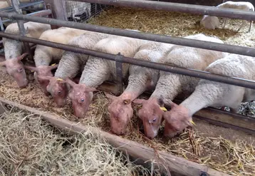 brebis rouge de l'ouest à la mangeoire