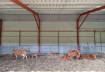 vaches limousines en étable