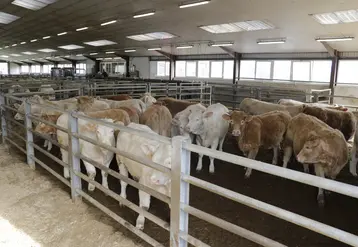 broutards charolais en bâtiment