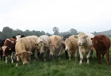 bovins dans un champ brumeux