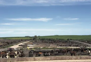 feedlot 
