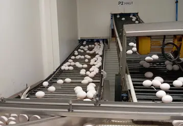 oeufs sur des tapis de circulation