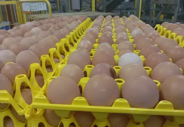 oeufs dans des emballages plastiques