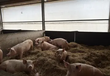 porcs en étable