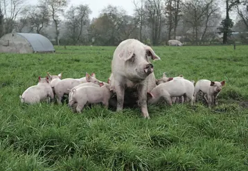 porc en élevage bio