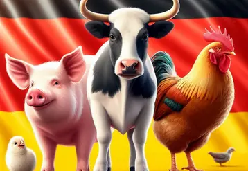 cochon vache et volaille devant le drapeau allemand