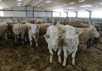 broutards charolais en batiments agricoles