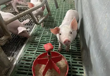 porcelet devant sa mangeoire