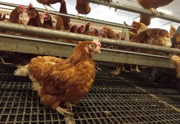 poule rousse en élevage