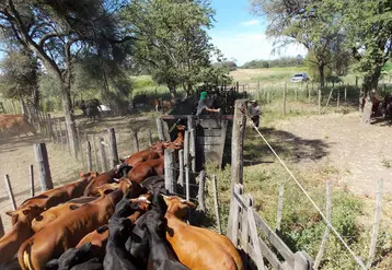 vaches en Argentine