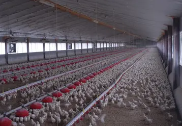 un élevage de poulets 